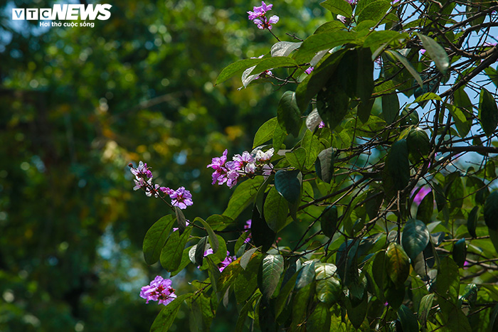 Ảnh: Bằng lăng phủ sắc tím lãng mạn lên phố phường Hà Nội - 8