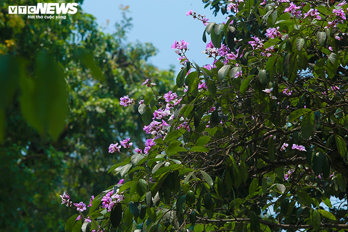 Ảnh: Bằng lăng phủ sắc tím lãng mạn lên phố phường Hà Nội - 7