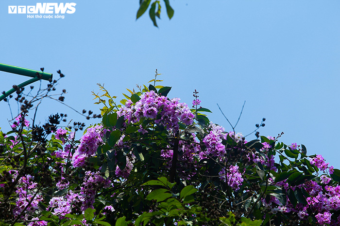 Ảnh: Bằng lăng phủ sắc tím lãng mạn lên phố phường Hà Nội - 16