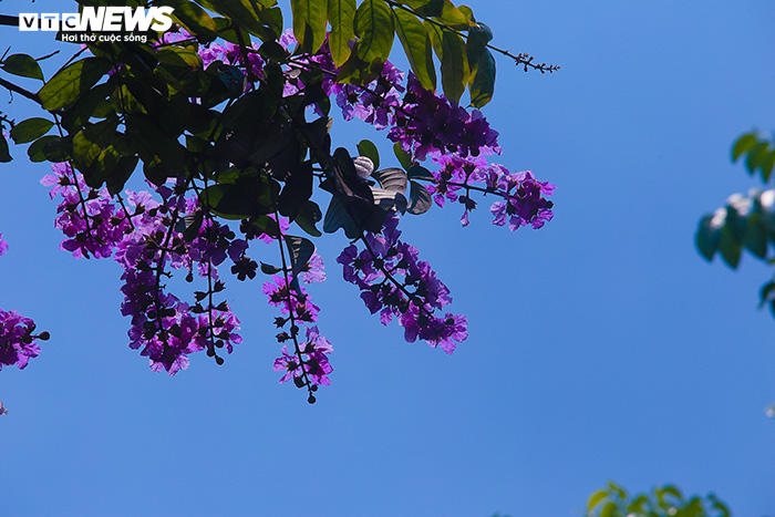 Ảnh: Bằng lăng phủ sắc tím lãng mạn lên phố phường Hà Nội - 17
