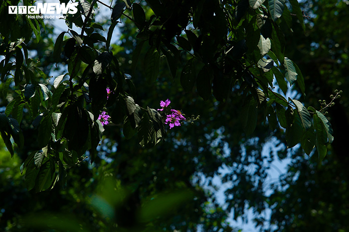 Ảnh: Bằng lăng phủ sắc tím lãng mạn lên phố phường Hà Nội - 11