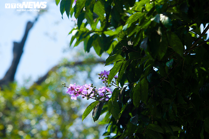 Ảnh: Bằng lăng phủ sắc tím lãng mạn lên phố phường Hà Nội - 6