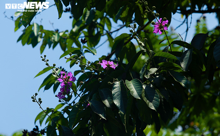 Ảnh: Bằng lăng phủ sắc tím lãng mạn lên phố phường Hà Nội - 12