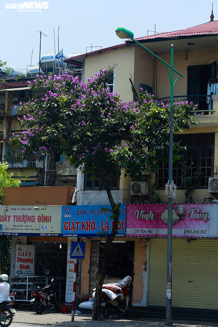 Ảnh: Bằng lăng phủ sắc tím lãng mạn lên phố phường Hà Nội - 3