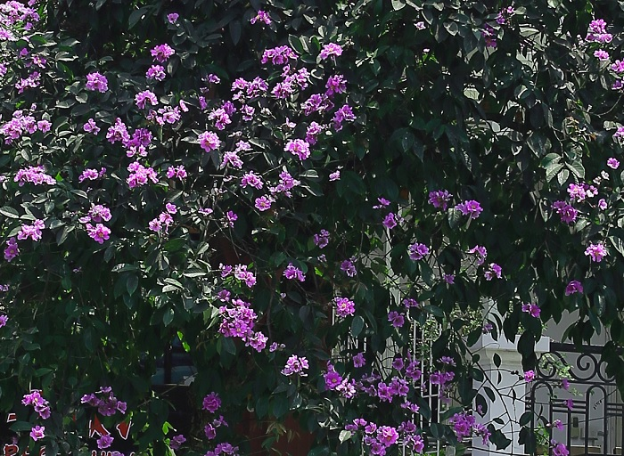 Ảnh: Bằng lăng phủ sắc tím lãng mạn lên phố phường Hà Nội - 5