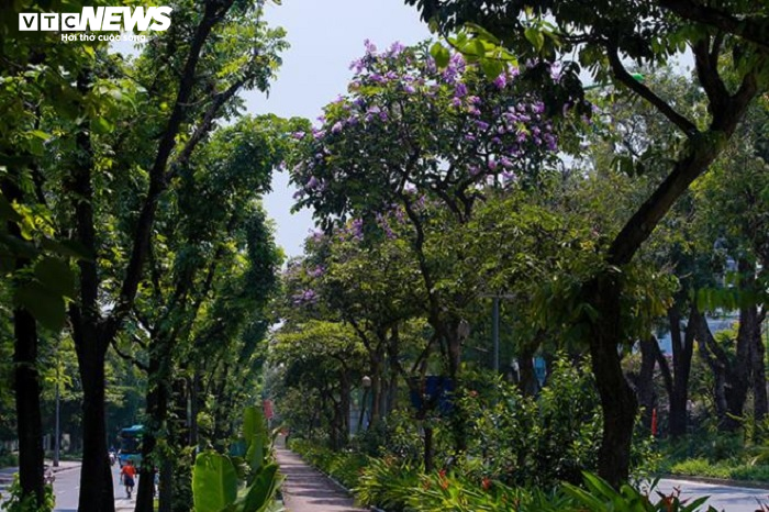 Ảnh: Bằng lăng phủ sắc tím lãng mạn lên phố phường Hà Nội - 1