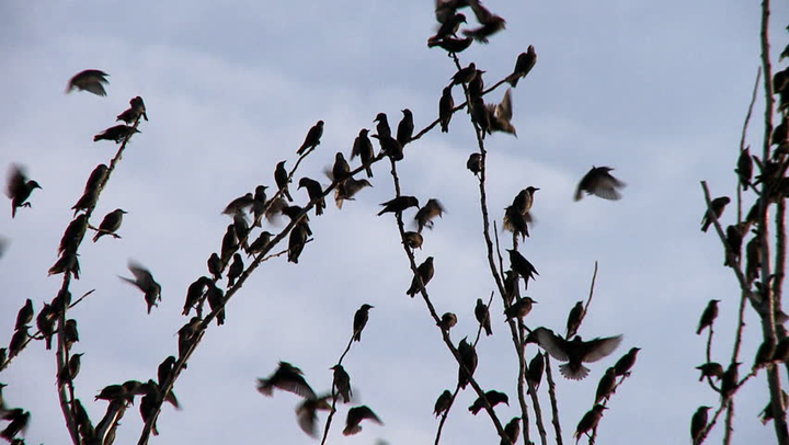 Người thợ săn bắn rơi bao nhiêu con chim? - 1