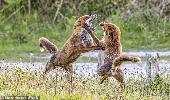 Cuộc tranh chấp quyết liệt nhưng không đổ máu của cặp cáo - 1