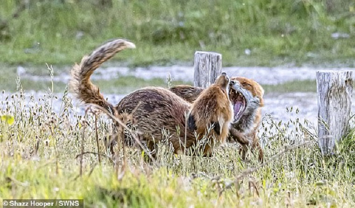 Cuộc tranh chấp quyết liệt nhưng không đổ máu của cặp cáo - 2