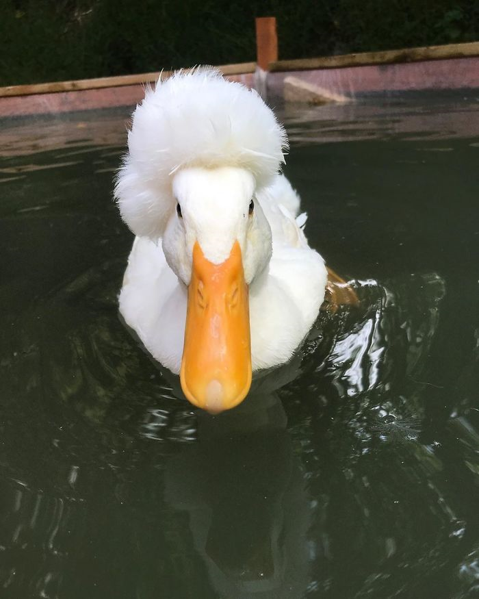 Sự thật buồn đằng sau những chú vịt 'tóc xù' gây sốt cộng đồng mạng - 6