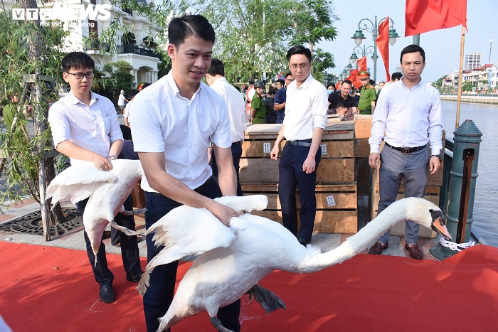 Cận cảnh 130 con thiên nga thả xuống sông Tam Bạc, Hải Phòng dịp sinh nhật Bác - 2