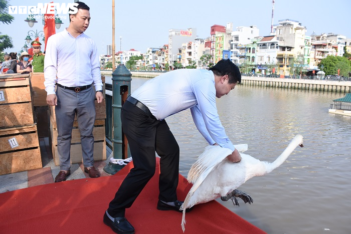 Cận cảnh 130 con thiên nga thả xuống sông Tam Bạc, Hải Phòng dịp sinh nhật Bác - 4