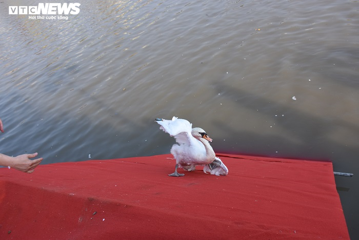 Cận cảnh 130 con thiên nga thả xuống sông Tam Bạc, Hải Phòng dịp sinh nhật Bác - 7