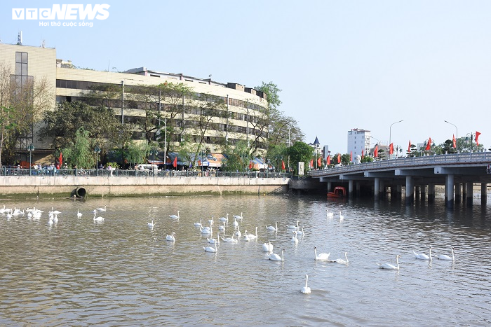 Cận cảnh 130 con thiên nga thả xuống sông Tam Bạc, Hải Phòng dịp sinh nhật Bác - 1