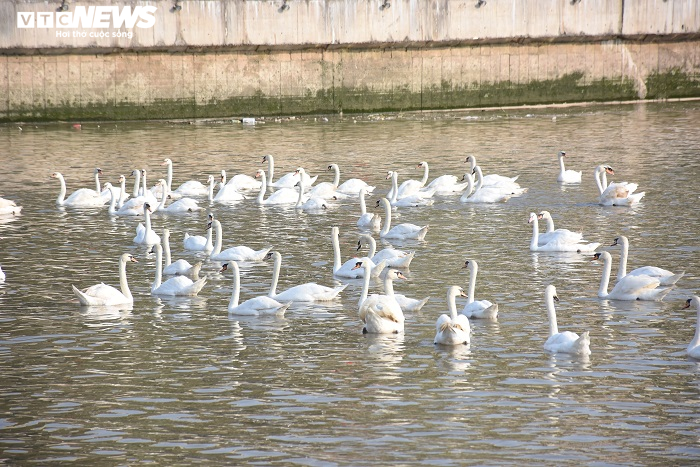 Cận cảnh 130 con thiên nga thả xuống sông Tam Bạc, Hải Phòng dịp sinh nhật Bác - 10