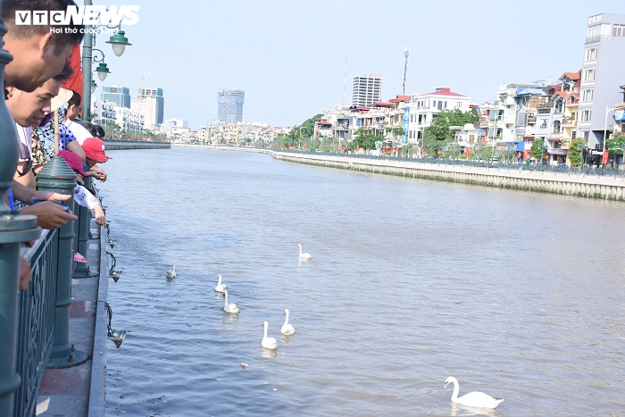 Cận cảnh 130 con thiên nga thả xuống sông Tam Bạc, Hải Phòng dịp sinh nhật Bác - 3