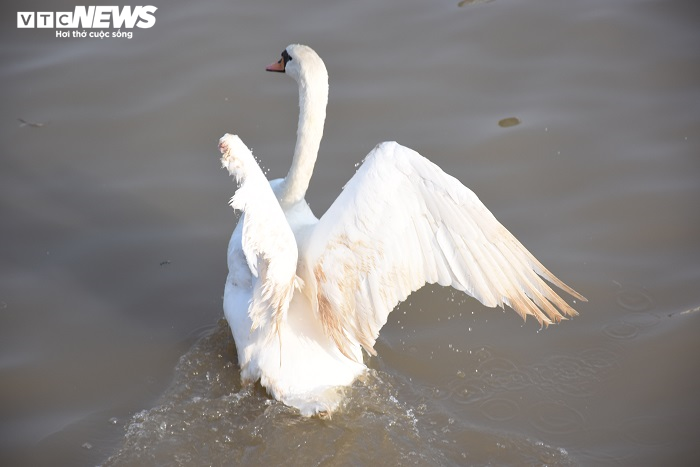 Cận cảnh 130 con thiên nga thả xuống sông Tam Bạc, Hải Phòng dịp sinh nhật Bác - 9