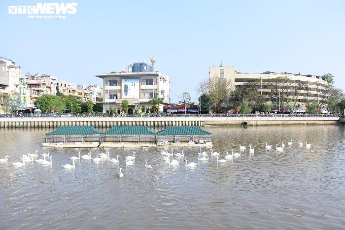 Cận cảnh 130 con thiên nga thả xuống sông Tam Bạc, Hải Phòng dịp sinh nhật Bác - 6