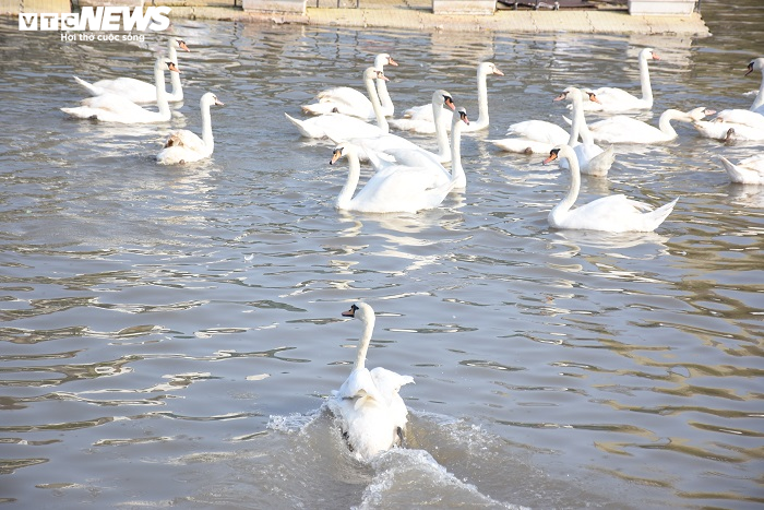 Cận cảnh 130 con thiên nga thả xuống sông Tam Bạc, Hải Phòng dịp sinh nhật Bác - 11
