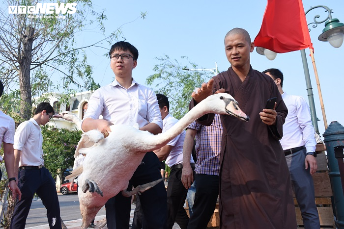 Cận cảnh 130 con thiên nga thả xuống sông Tam Bạc, Hải Phòng dịp sinh nhật Bác - 8