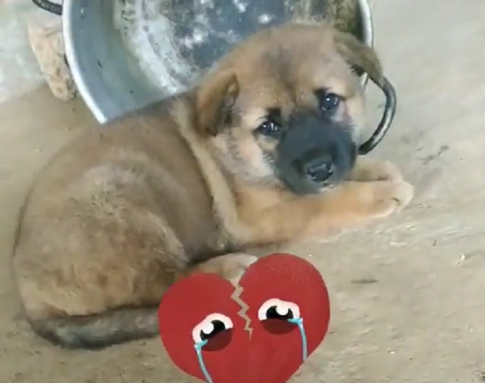 'Thui chó mẹ trước mắt chó con, ác với nó quá' - 1