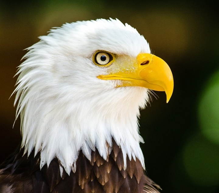 Những động vật được bảo tồn kịp thời trước nguy cơ tuyệt chủng - 4