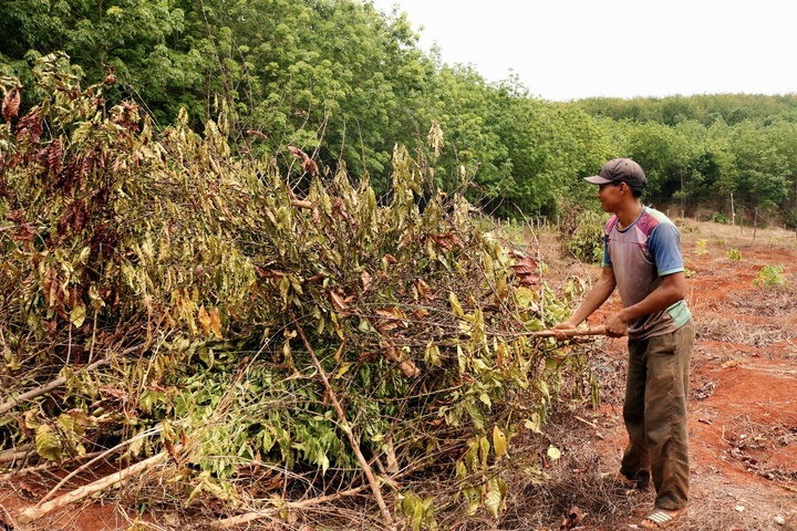 Nắng hạn kéo dài, nông dân Gia Lai cắn răng chặt bỏ hàng nghìn ha cây trồng - 1