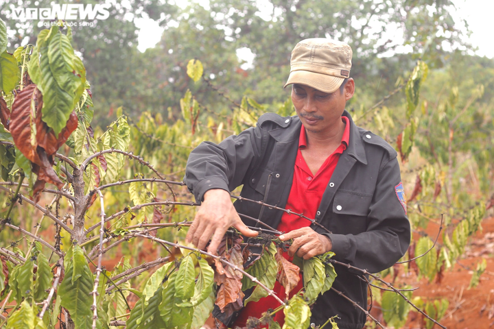 Nắng hạn kéo dài, nông dân Gia Lai cắn răng chặt bỏ hàng nghìn ha cây trồng - 2