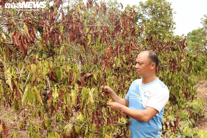 Nắng hạn kéo dài, nông dân Gia Lai cắn răng chặt bỏ hàng nghìn ha cây trồng - 3