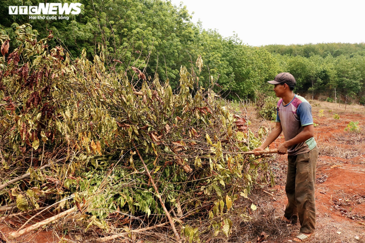 Hạn kinh hoàng, người Gia Lai mót từng giọt nước đục ngầu từ hố trũng về ăn - 10