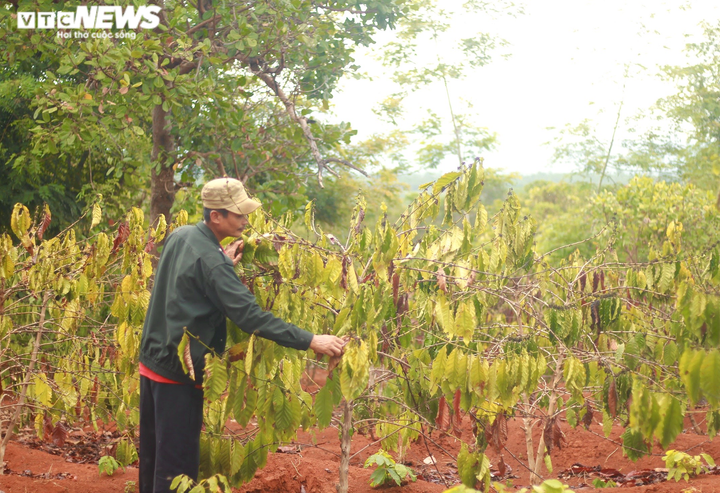 Hạn kinh hoàng, người Gia Lai mót từng giọt nước đục ngầu từ hố trũng về ăn - 13