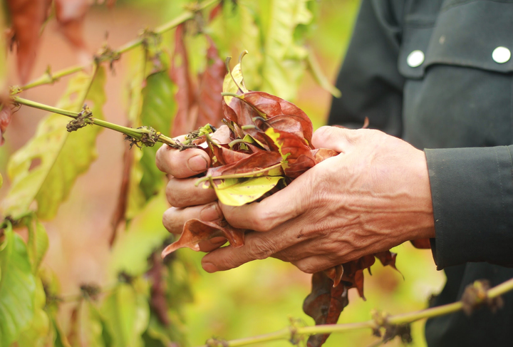 Hạn kinh hoàng, người Gia Lai mót từng giọt nước đục ngầu từ hố trũng về ăn - 12