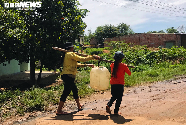 Hạn kinh hoàng, người Gia Lai mót từng giọt nước đục ngầu từ hố trũng về ăn - 3