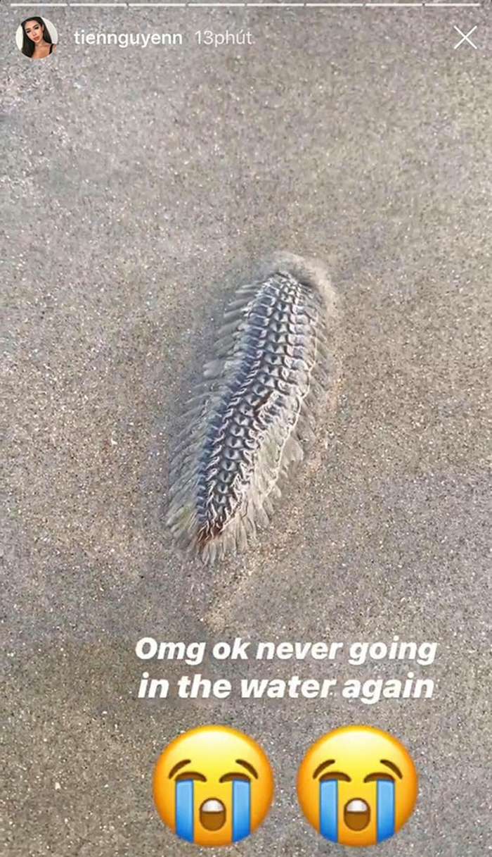 Loài sâu biển mà richkid Tiên Nguyễn gặp phải đáng sợ thế nào? - 1