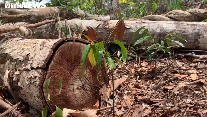 Rừng ở Đắk Nông bị 'cạo trọc' - 10