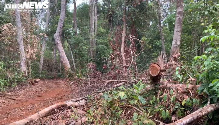 Rừng ở Đắk Nông bị 'cạo trọc' - 5
