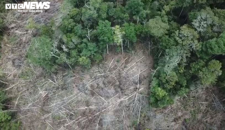 Rừng ở Đắk Nông bị 'cạo trọc' - 6