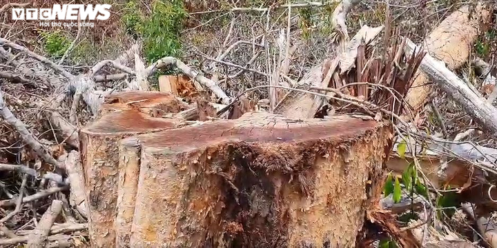 Rừng ở Đắk Nông bị 'cạo trọc' - 3