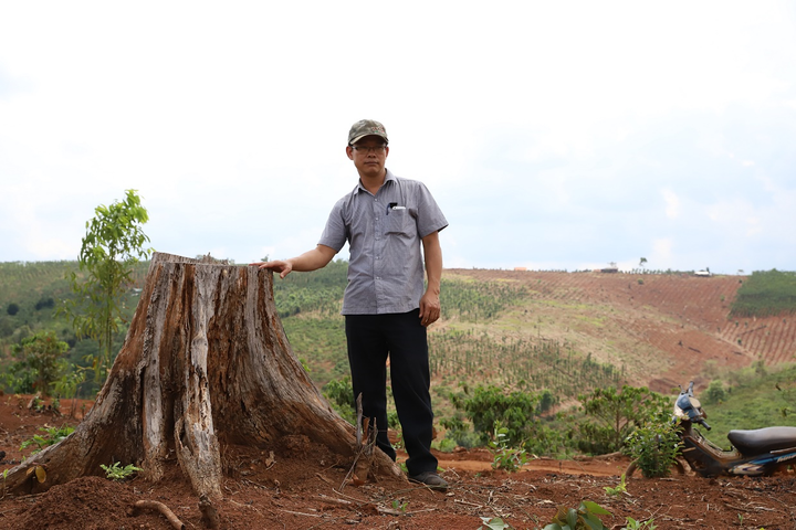 Rừng ở Đắk Nông bị 'cạo trọc' - 9