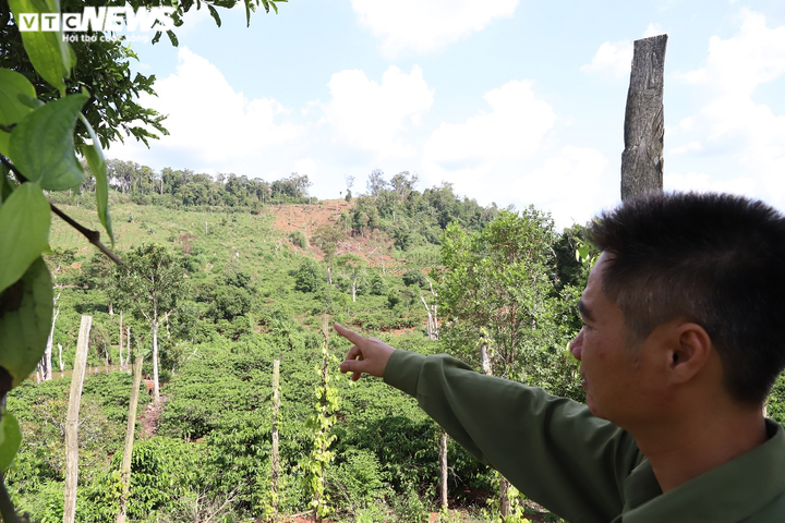 Rừng ở Đắk Nông bị 'cạo trọc' - 8