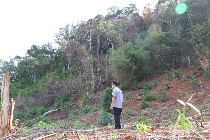 Rừng ở Đắk Nông bị 'cạo trọc' - 13