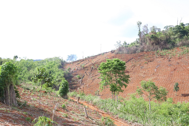 Rừng ở Đắk Nông bị 'cạo trọc' - 11