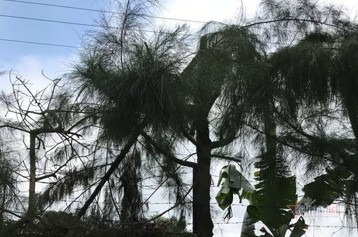 Chặt cây trong giờ học, nam sinh lớp 9 bị điện giật chết thương tâm - 2