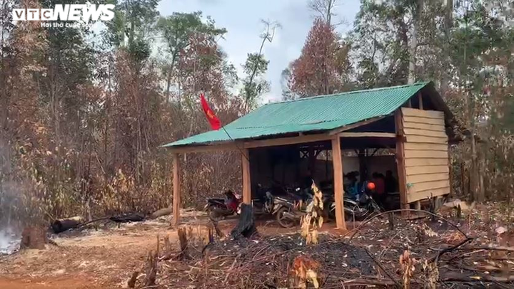 Rừng ở Đắk Nông bị 'cạo trọc' - 7