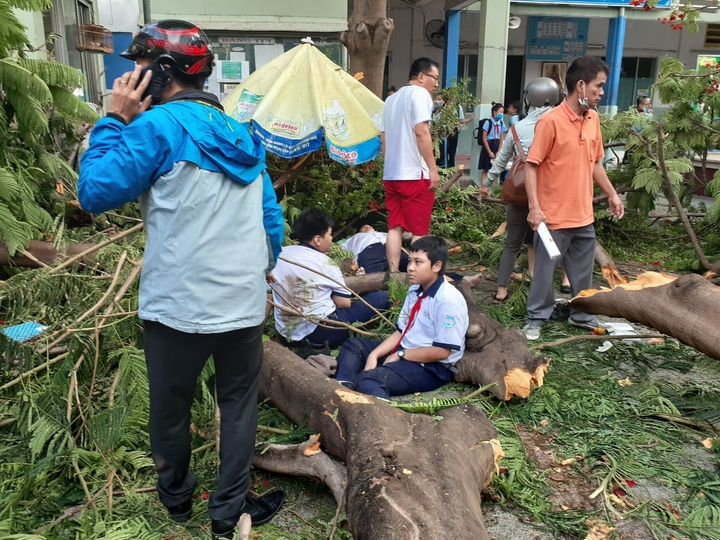 Cây phượng đổ, đè trúng nhiều học sinh: Sẽ rà soát toàn bộ cây xanh ở TP.HCM - 1