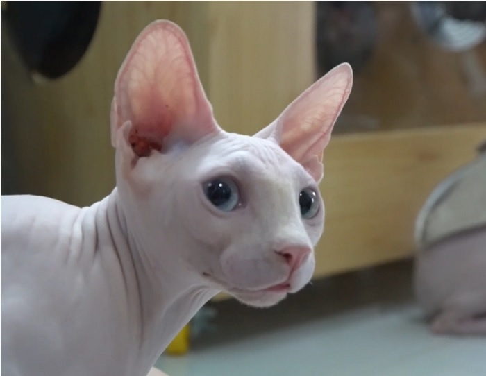 Xấu xí và trụi lông, vì sao giống mèo nhân sư hút hồn giới trẻ? - 1