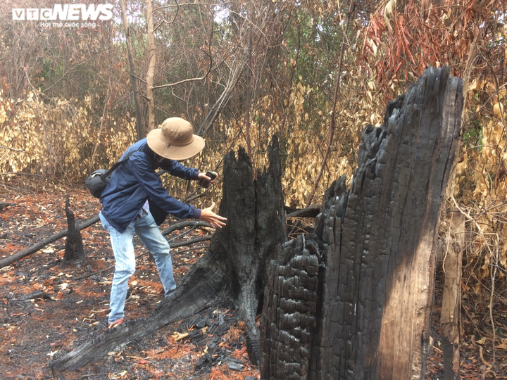 Vì sao hàng triệu mét vuông rừng ở Đắk Nông bị 'cạo trọc' ? - 2