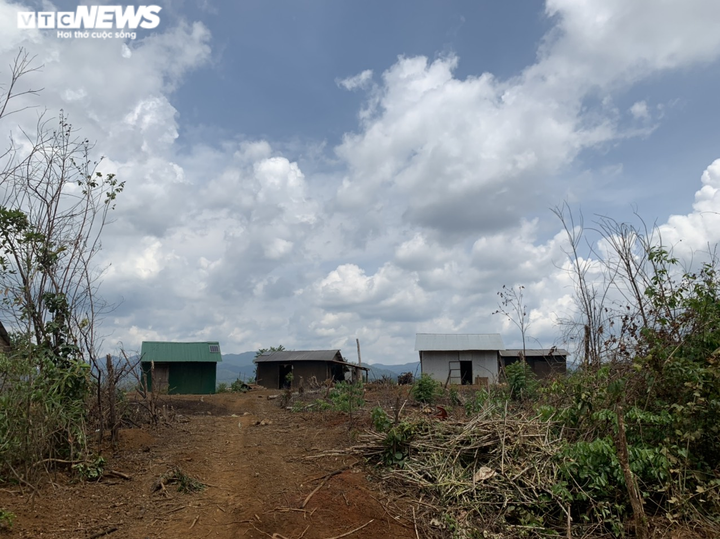 Vì sao hàng triệu mét vuông rừng ở Đắk Nông bị 'cạo trọc' ? - 3