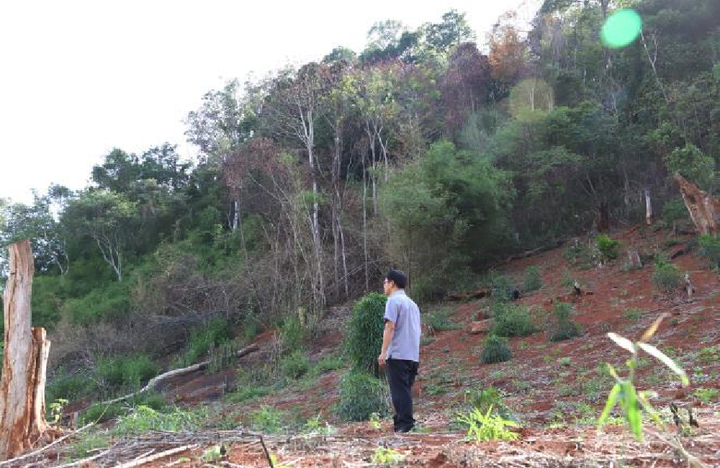 Vì sao hàng triệu mét vuông rừng ở Đắk Nông bị 'cạo trọc' ? - 4