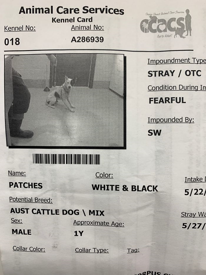 Tình bạn kỳ lạ giữa chú chó sợ người và người phụ nữ sợ chó ở Canada - 2